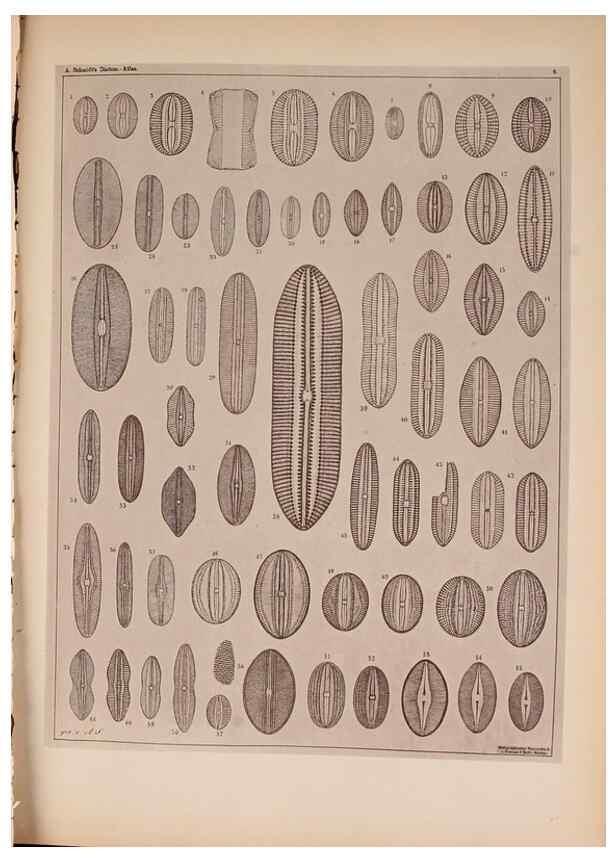 Reproducción/Reproduction 49389873771: Atlas der Diatomaceen-Kunde /. Leipzig :O.R. Reisland,[1874-19.. 