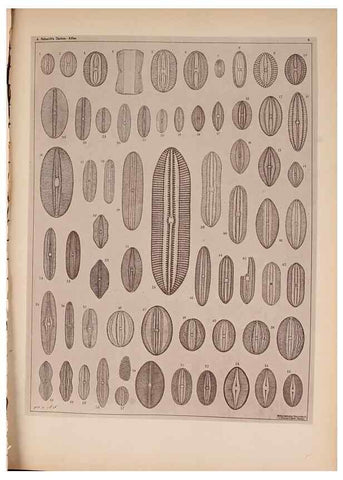 Reproducción/Reproduction 49389873771: Atlas der Diatomaceen-Kunde /. Leipzig :O.R. Reisland,[1874-19.. 