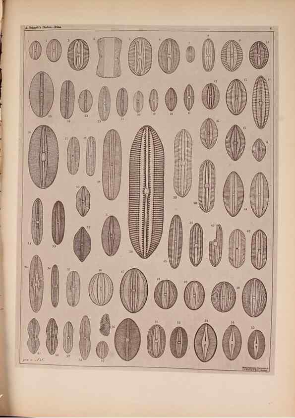 Reproducción/Reproduction 49389873771: Atlas der Diatomaceen-Kunde /. Leipzig :O.R. Reisland,[1874-19.. 