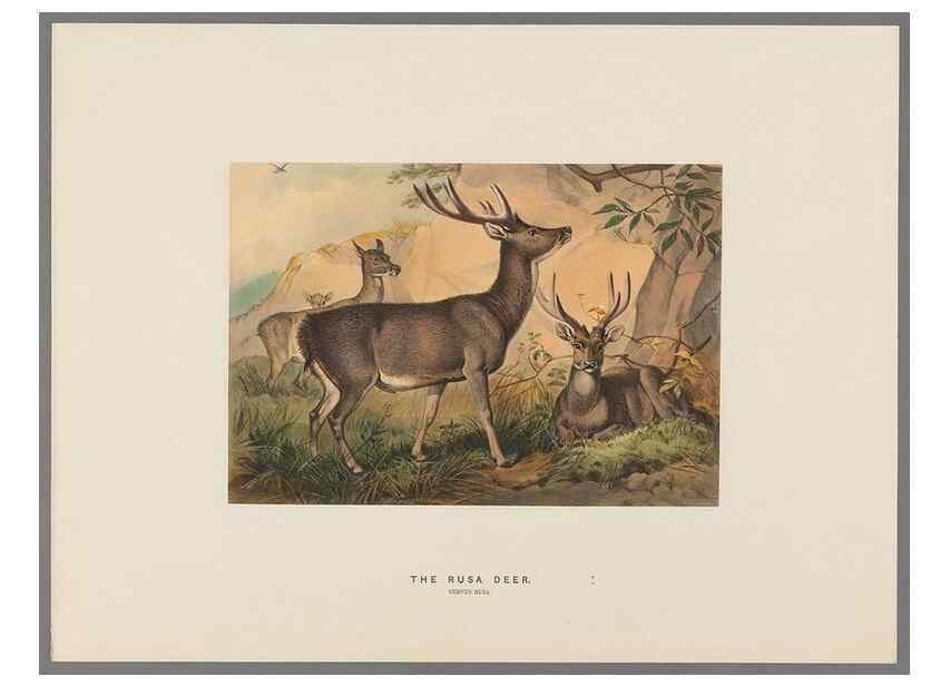 Reproducción/Reproduction 49419122536: Zoological sketches /. London :Henry Graves,1861-1867.. 