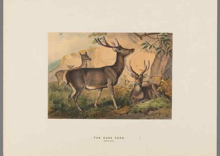 Reproducción/Reproduction 49419122536: Zoological sketches /. London :Henry Graves,1861-1867.. 