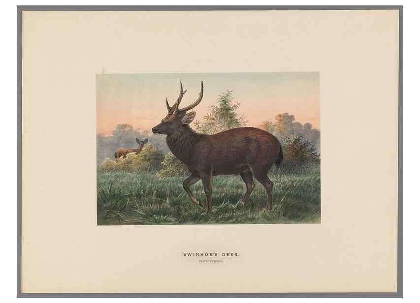 Reproducción/Reproduction 49419341827: Zoological sketches /. London :Henry Graves,1861-1867.. 