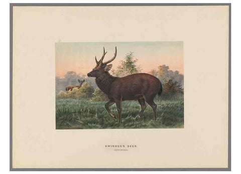 Reproducción/Reproduction 49419341827: Zoological sketches /. London :Henry Graves,1861-1867.. 