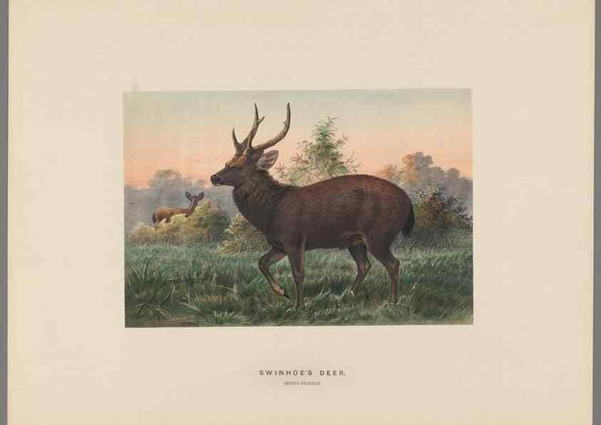 Reproducción/Reproduction 49419341827: Zoological sketches /. London :Henry Graves,1861-1867.. 