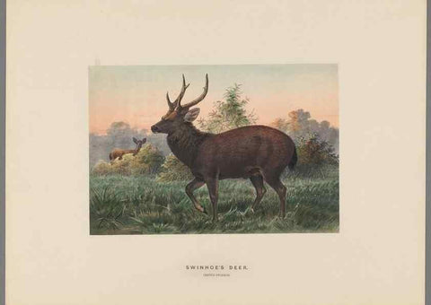 Reproducción/Reproduction 49419341827: Zoological sketches /. London :Henry Graves,1861-1867.. 