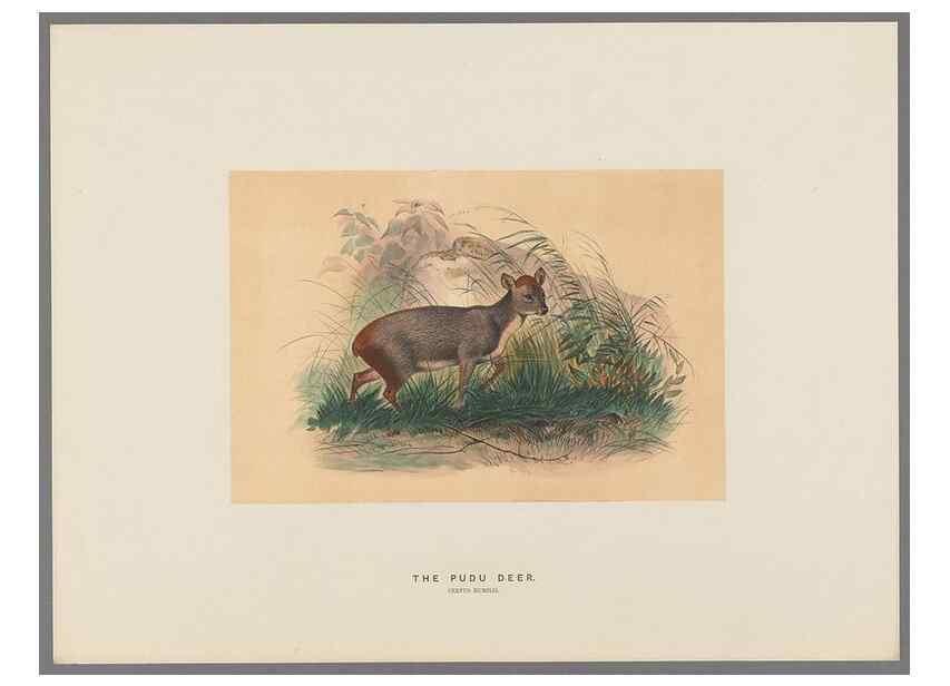 Reproducción/Reproduction 49419122956: Zoological sketches /. London :Henry Graves,1861-1867.. 