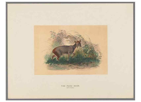 Reproducción/Reproduction 49419122956: Zoological sketches /. London :Henry Graves,1861-1867.. 