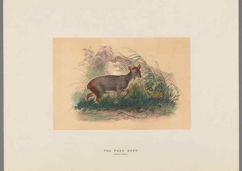 Reproducción/Reproduction 49419122956: Zoological sketches /. London :Henry Graves,1861-1867.. 