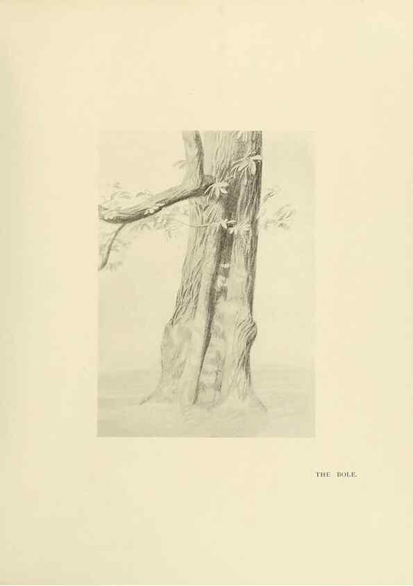 Reproducción/Reproduction 49419880908: British trees /. London :Hutchinson,1907.. 