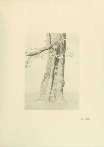 Reproducción/Reproduction 49419880908: British trees /. London :Hutchinson,1907.. 