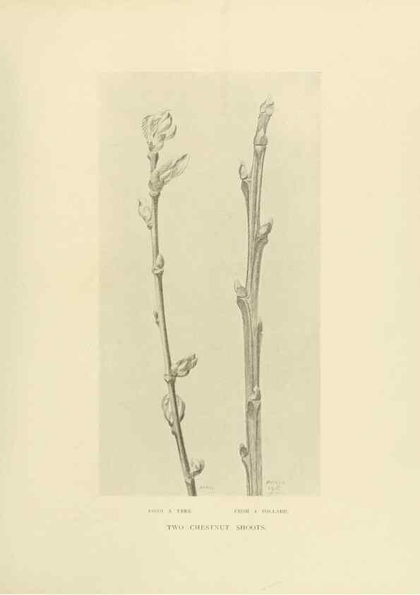 Reproducción/Reproduction 49420568102: British trees /. London :Hutchinson,1907.. 