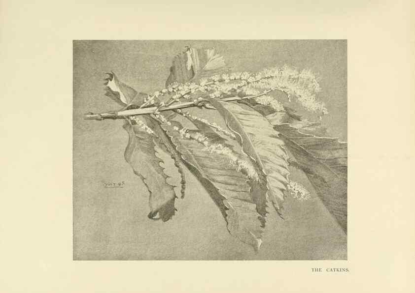 Reproducción/Reproduction 49420568897: British trees /. London :Hutchinson,1907.. 