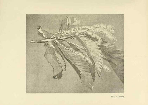 Reproducción/Reproduction 49420568897: British trees /. London :Hutchinson,1907.. 