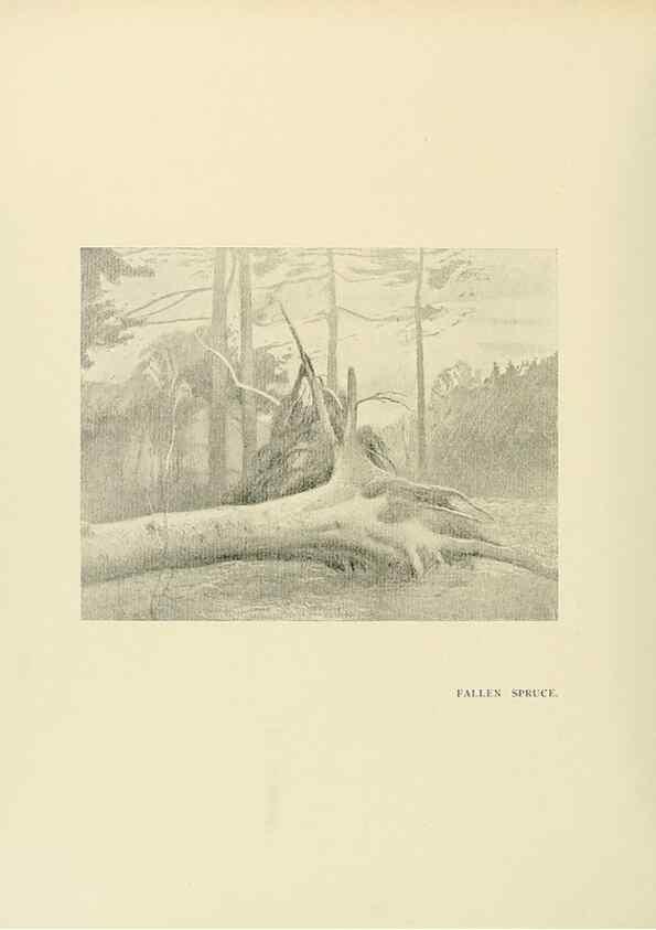 Reproducción/Reproduction 49420351791: British trees /. London :Hutchinson,1907.. 