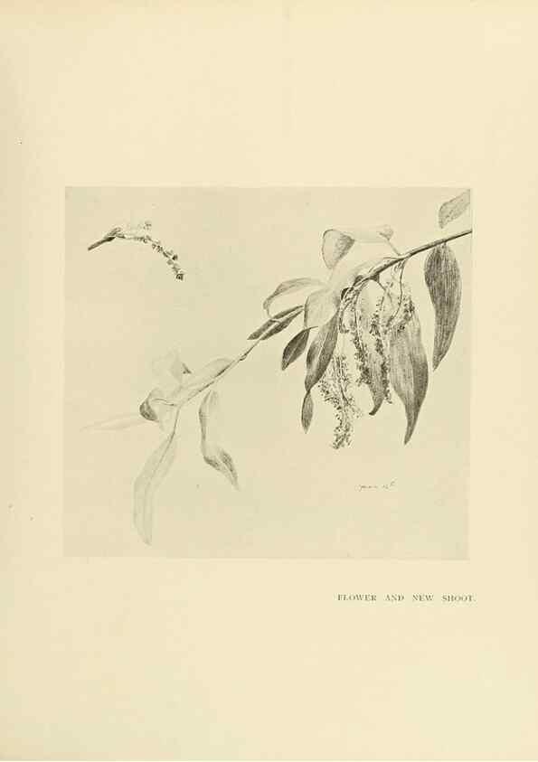 Reproducción/Reproduction 49419879733: British trees /. London :Hutchinson,1907.. 