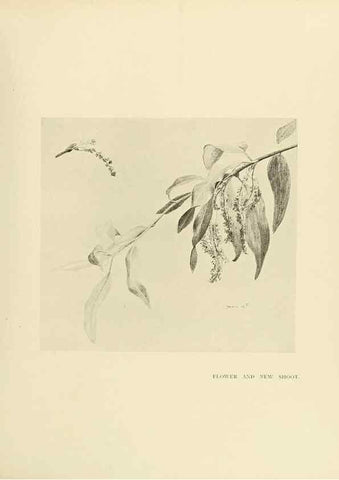 Reproducción/Reproduction 49419879733: British trees /. London :Hutchinson,1907.. 