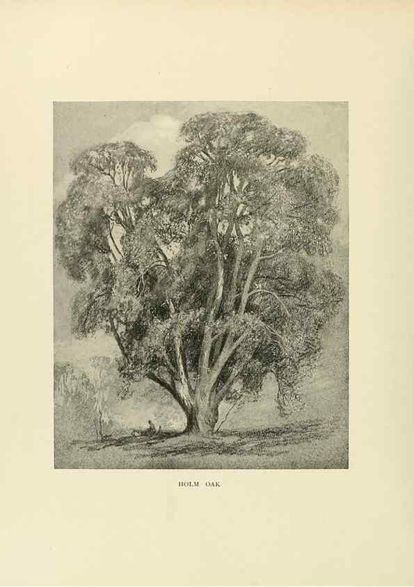 Reproducción/Reproduction 49420346981: British trees /. London :Hutchinson,1907.. 
