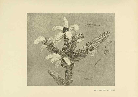 Reproducción/Reproduction 49420352456: British trees /. London :Hutchinson,1907.. 