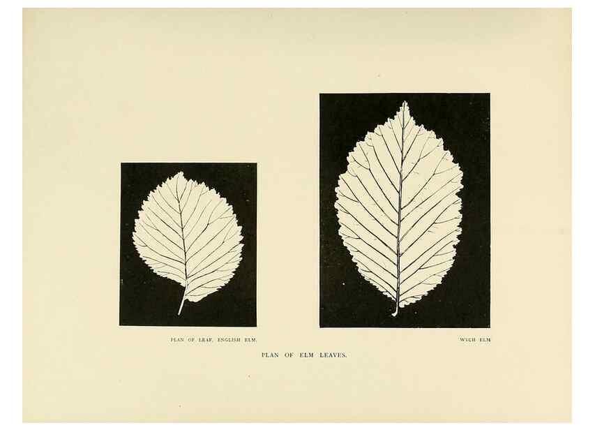 Reproducción/Reproduction 49419877588: British trees /. London :Hutchinson,1907.. 