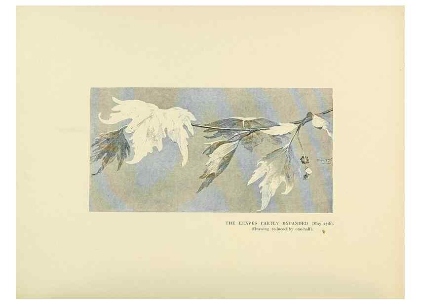 Reproducción/Reproduction 49419892768: British trees /. London :Hutchinson,1907.. 