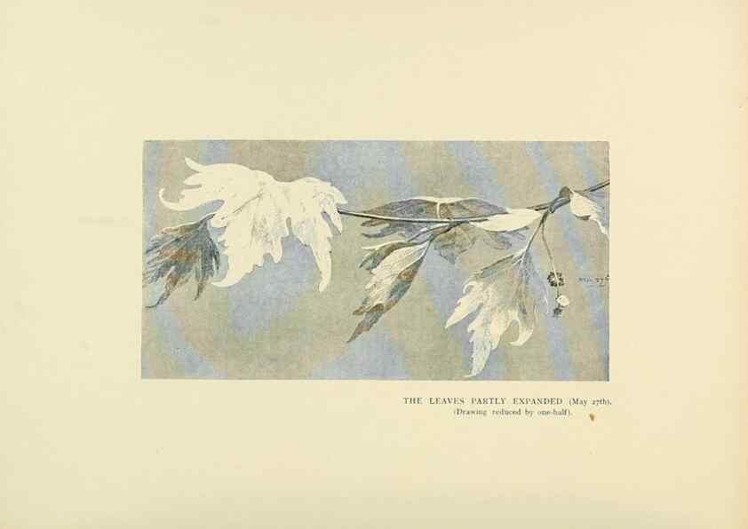 Reproducción/Reproduction 49419892768: British trees /. London :Hutchinson,1907.. 