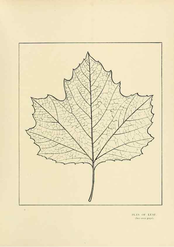 Reproducción/Reproduction 49420361146: British trees /. London :Hutchinson,1907.. 