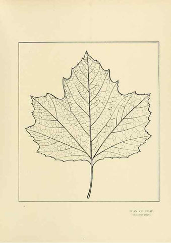 Reproducción/Reproduction 49420361146: British trees /. London :Hutchinson,1907.. 