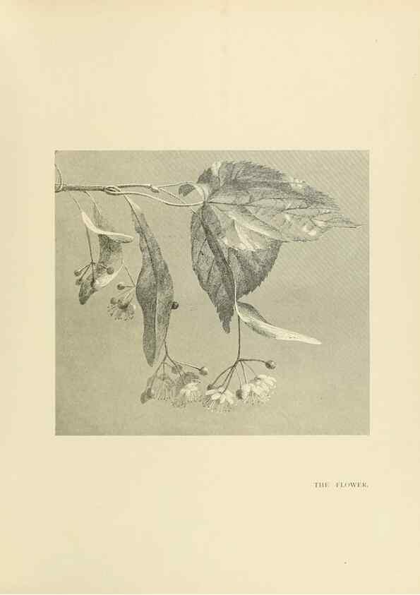 Reproducción/Reproduction 49420363296: British trees /. London :Hutchinson,1907.. 