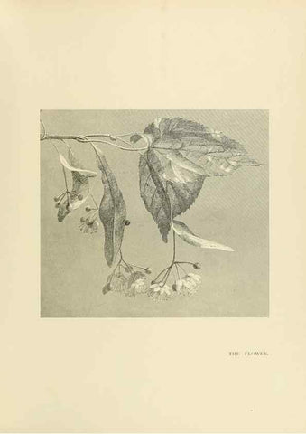 Reproducción/Reproduction 49420363296: British trees /. London :Hutchinson,1907.. 