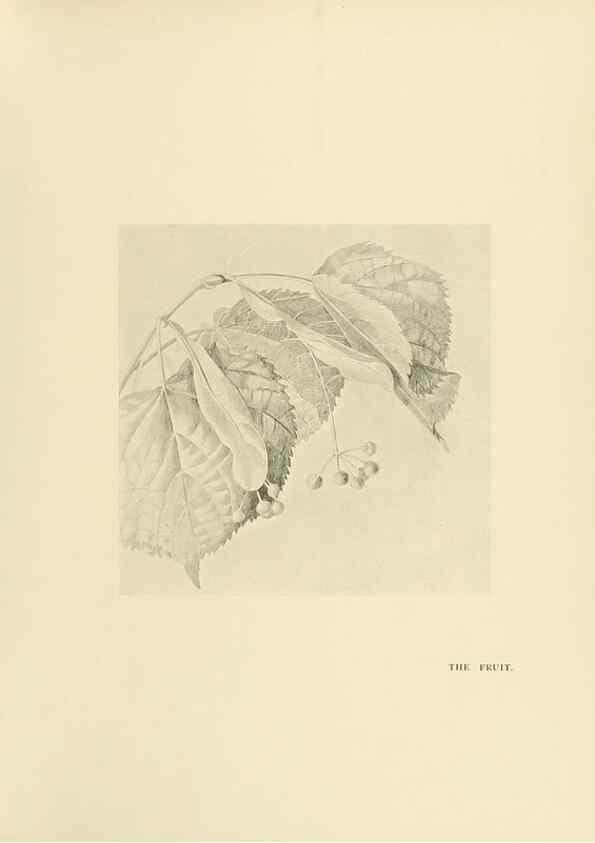 Reproducción/Reproduction 49420363561: British trees /. London :Hutchinson,1907.. 