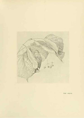 Reproducción/Reproduction 49420363561: British trees /. London :Hutchinson,1907.. 