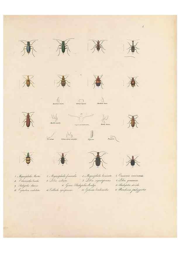 Reproducción/Reproduction 49430822498: Delectus animalium articulatorum :. Monachii :Impensis Editoris,1830-1834.. 