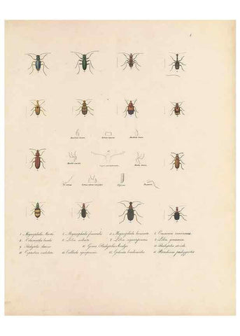 Reproducción/Reproduction 49430822498: Delectus animalium articulatorum :. Monachii :Impensis Editoris,1830-1834.. 