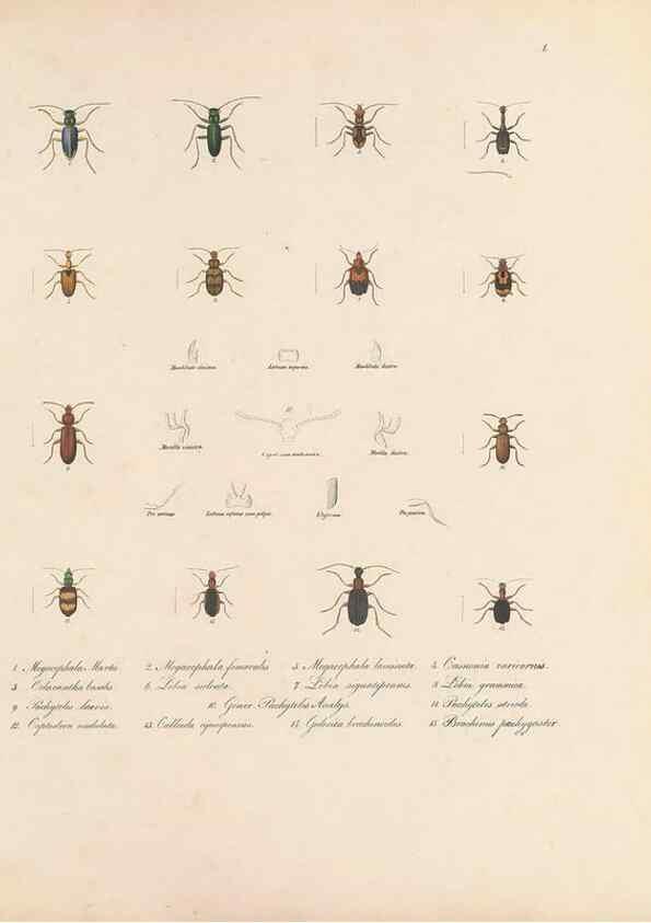 Reproducción/Reproduction 49430822498: Delectus animalium articulatorum :. Monachii :Impensis Editoris,1830-1834.. 