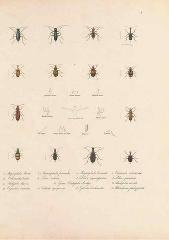 Reproducción/Reproduction 49430822498: Delectus animalium articulatorum :. Monachii :Impensis Editoris,1830-1834.. 