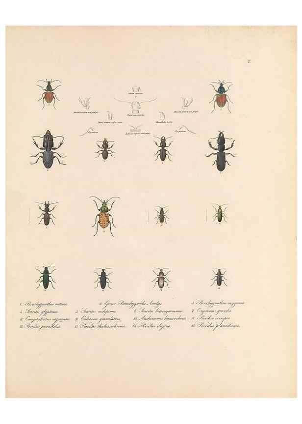 Reproducción/Reproduction 49431297566: Delectus animalium articulatorum :. Monachii :Impensis Editoris,1830-1834.. 