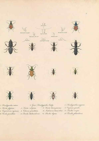 Reproducción/Reproduction 49431297566: Delectus animalium articulatorum :. Monachii :Impensis Editoris,1830-1834.. 