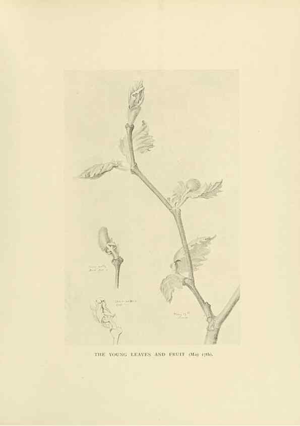 Reproducción/Reproduction 49420579062: British trees /. London :Hutchinson,1907.. 