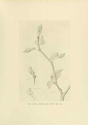 Reproducción/Reproduction 49420579062: British trees /. London :Hutchinson,1907.. 