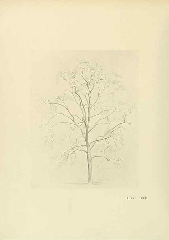 Reproducción/Reproduction 49420359611: British trees /. London :Hutchinson,1907.. 
