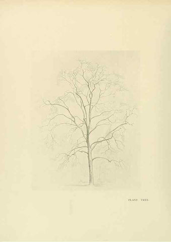 Reproducción/Reproduction 49420359611: British trees /. London :Hutchinson,1907.. 