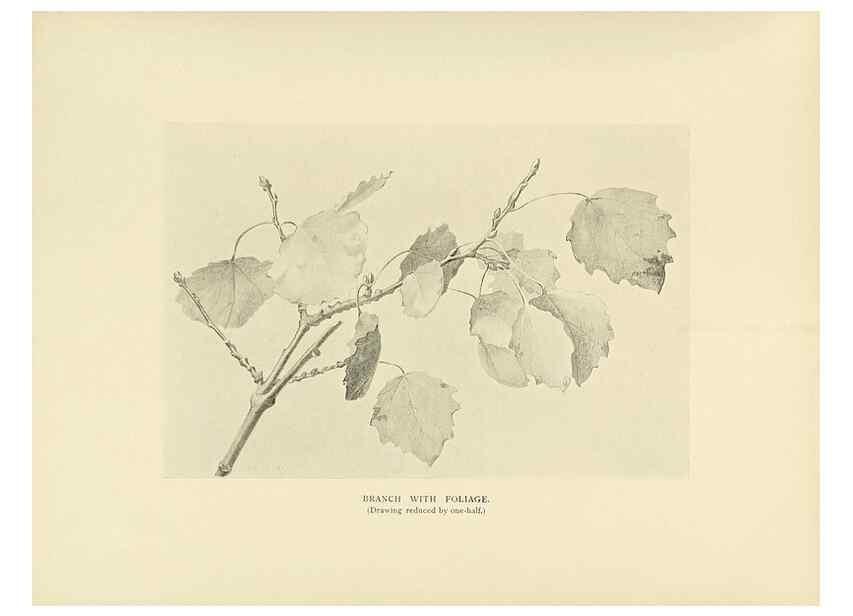 Reproducción/Reproduction 49420359306: British trees /. London :Hutchinson,1907.. 
