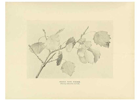 Reproducción/Reproduction 49420359306: British trees /. London :Hutchinson,1907.. 