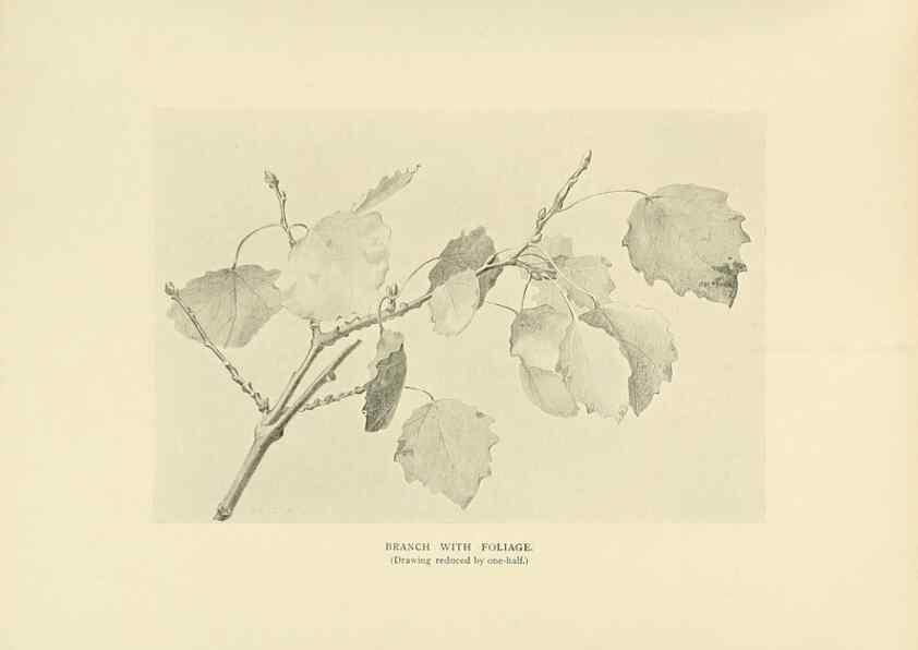 Reproducción/Reproduction 49420359306: British trees /. London :Hutchinson,1907.. 