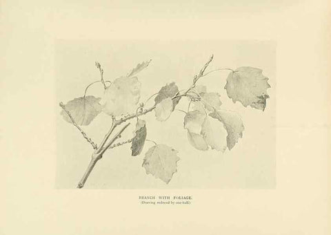 Reproducción/Reproduction 49420359306: British trees /. London :Hutchinson,1907.. 