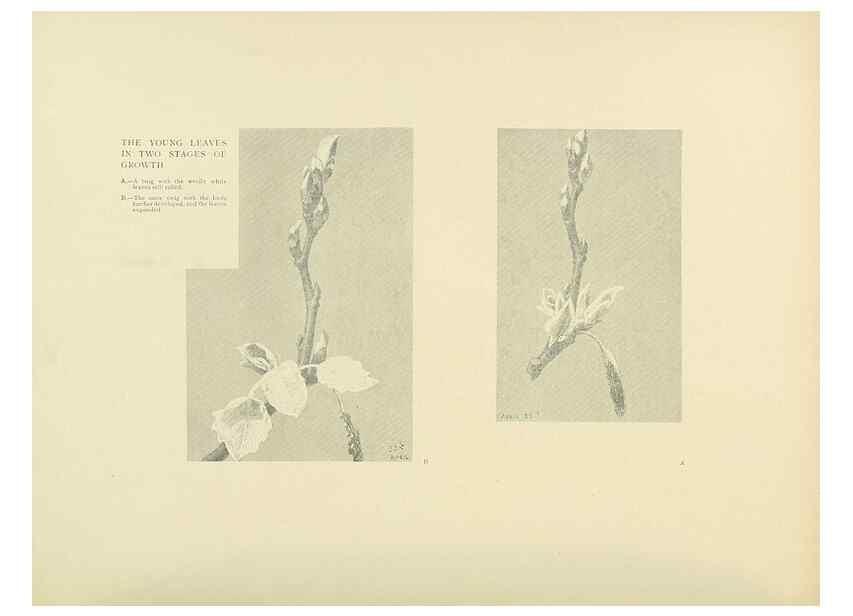 Reproducción/Reproduction 49420358921: British trees /. London :Hutchinson,1907.. 