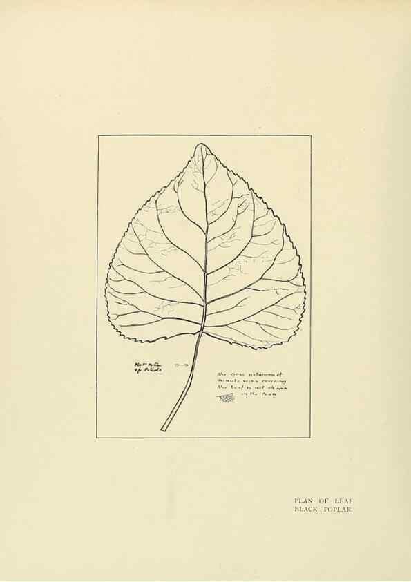 Reproducción/Reproduction 49420355601: British trees /. London :Hutchinson,1907.. 