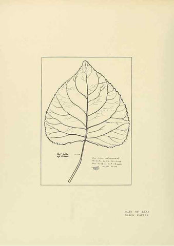 Reproducción/Reproduction 49420355601: British trees /. London :Hutchinson,1907.. 