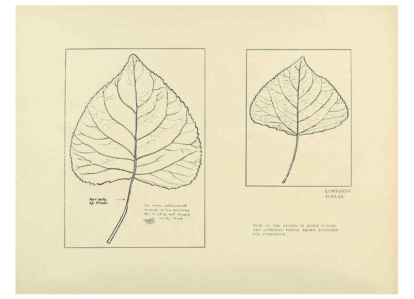 Reproducción/Reproduction 49419888793: British trees /. London :Hutchinson,1907.. 