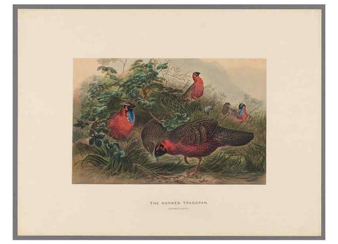 Reproducción/Reproduction 49418658998: Zoological sketches /. London :Henry Graves,1861-1867.. 